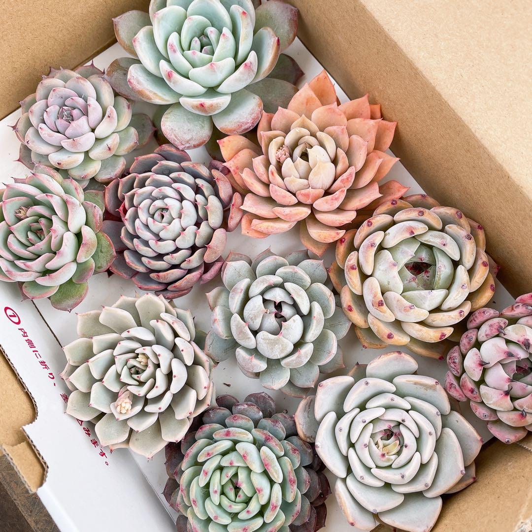 おらいさん苗 カット苗 セット