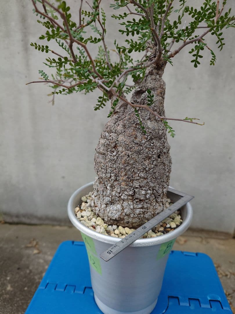 オペルクリカリア パキプス