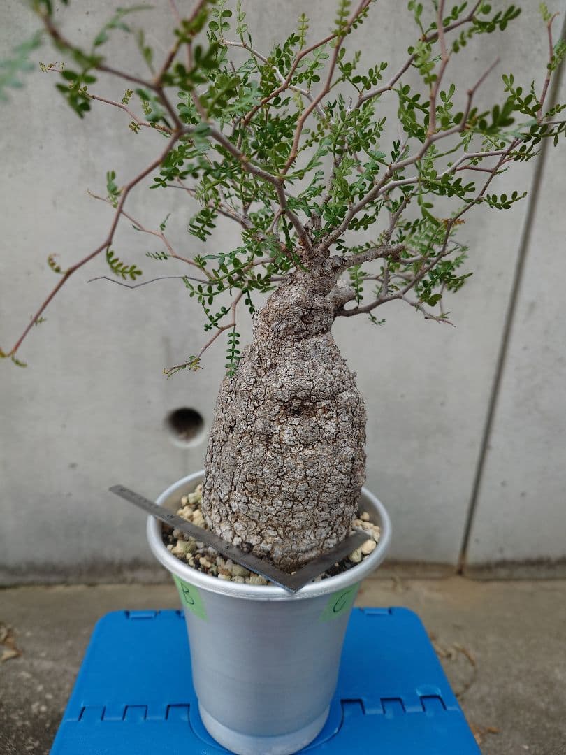 オペルクリカリア パキプス