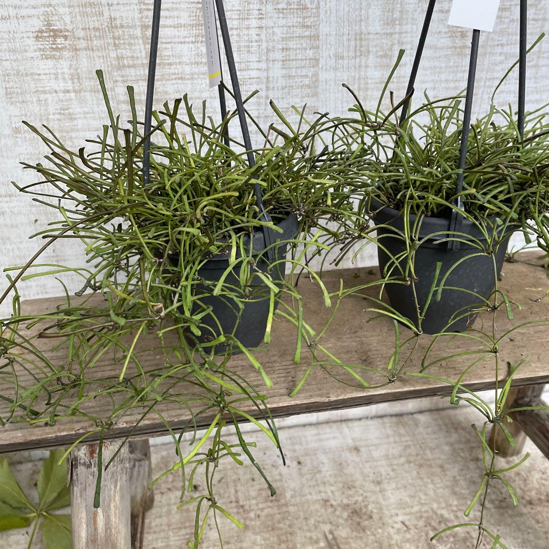 大特価！2鉢価格！ホヤ　レツーサ　苗　苗木　観葉植物　吊り鉢