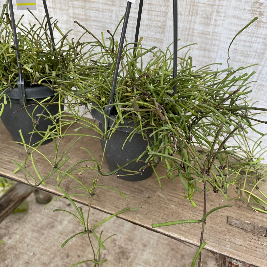 大特価！2鉢価格！ホヤ　レツーサ　苗　苗木　観葉植物　吊り鉢