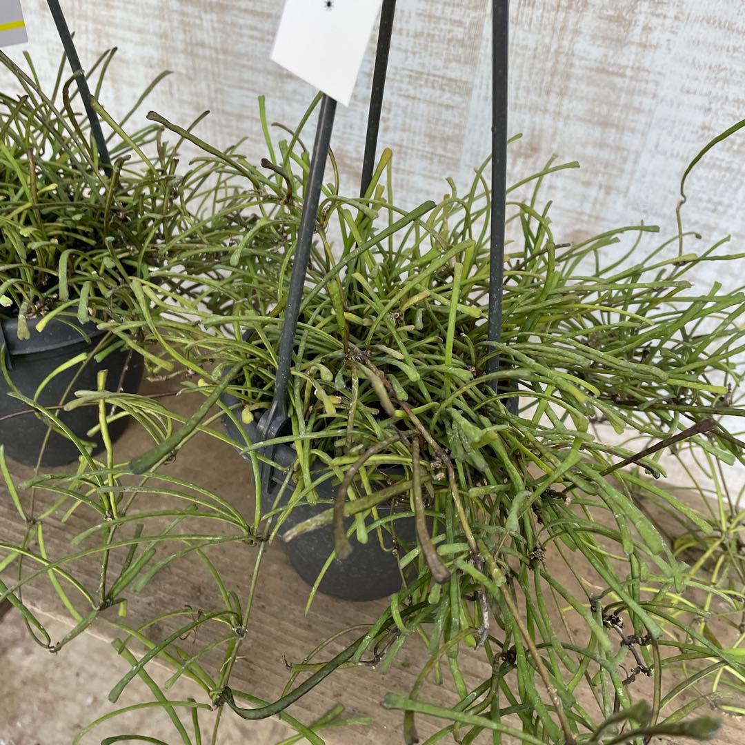 大特価！2鉢価格！ホヤ　レツーサ　苗　苗木　観葉植物　吊り鉢