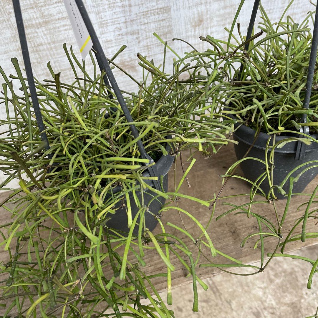 大特価！2鉢価格！ホヤ　レツーサ　苗　苗木　観葉植物　吊り鉢