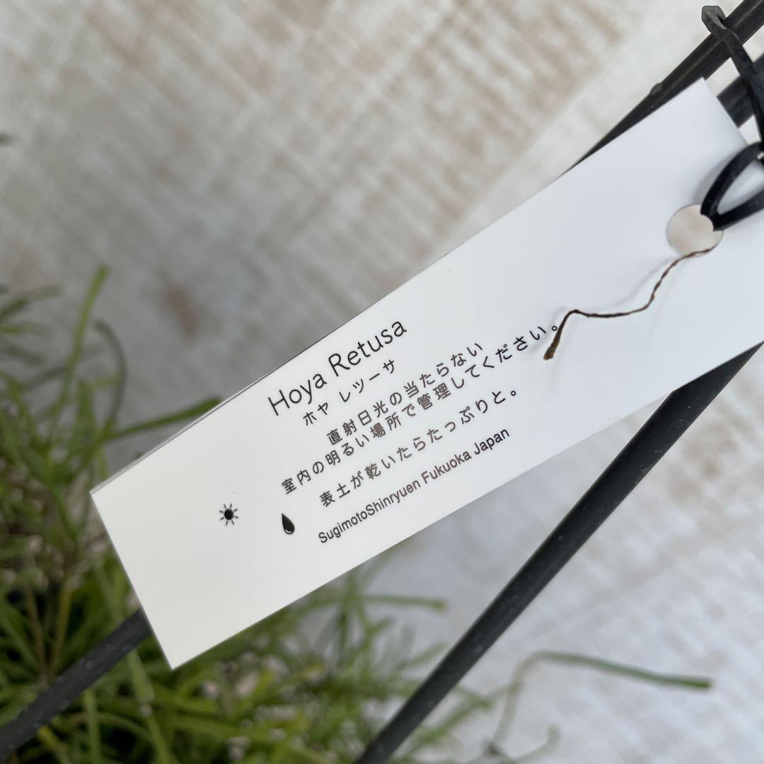 大特価！2鉢価格！ホヤ　レツーサ　苗　苗木　観葉植物　吊り鉢