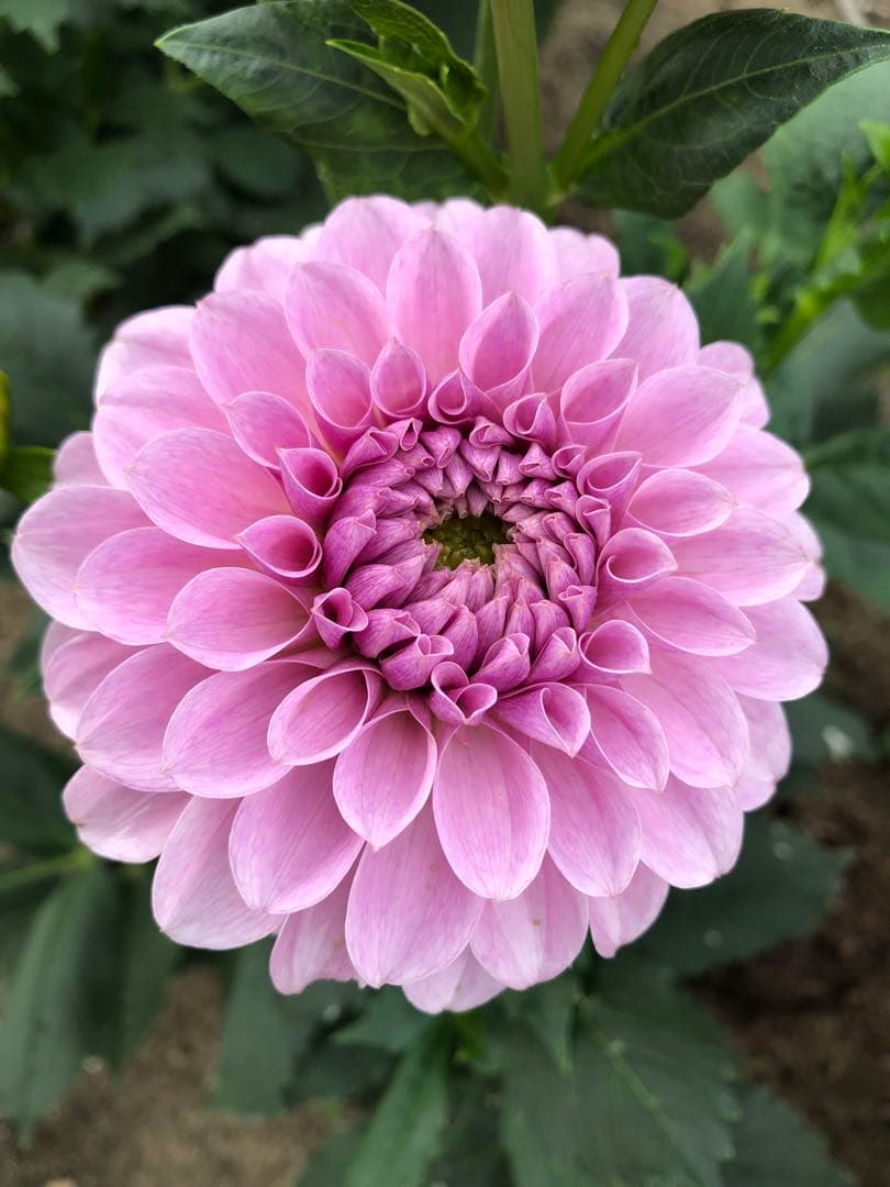 ピンクのダリア 中小編