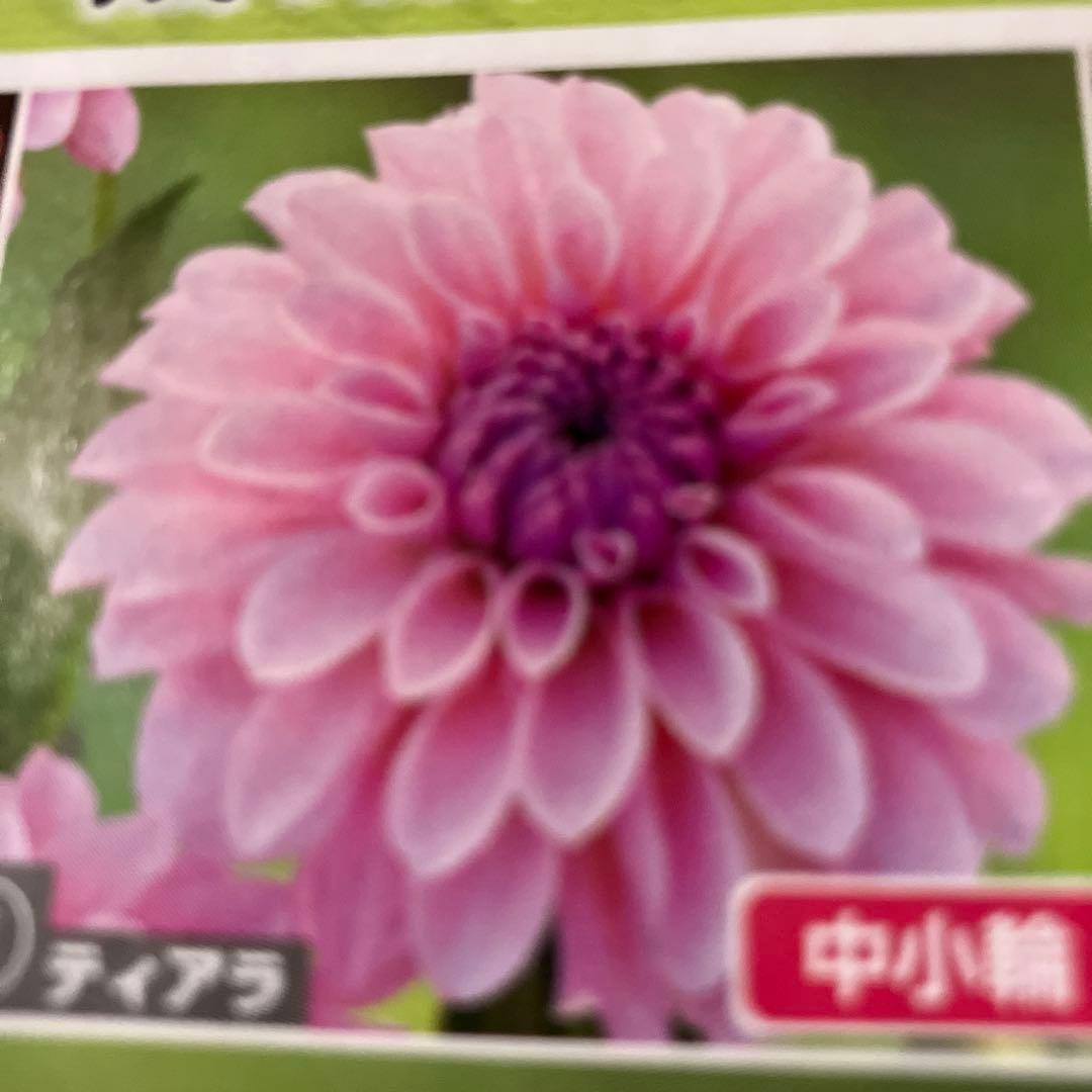 ピンクのダリア 中小編