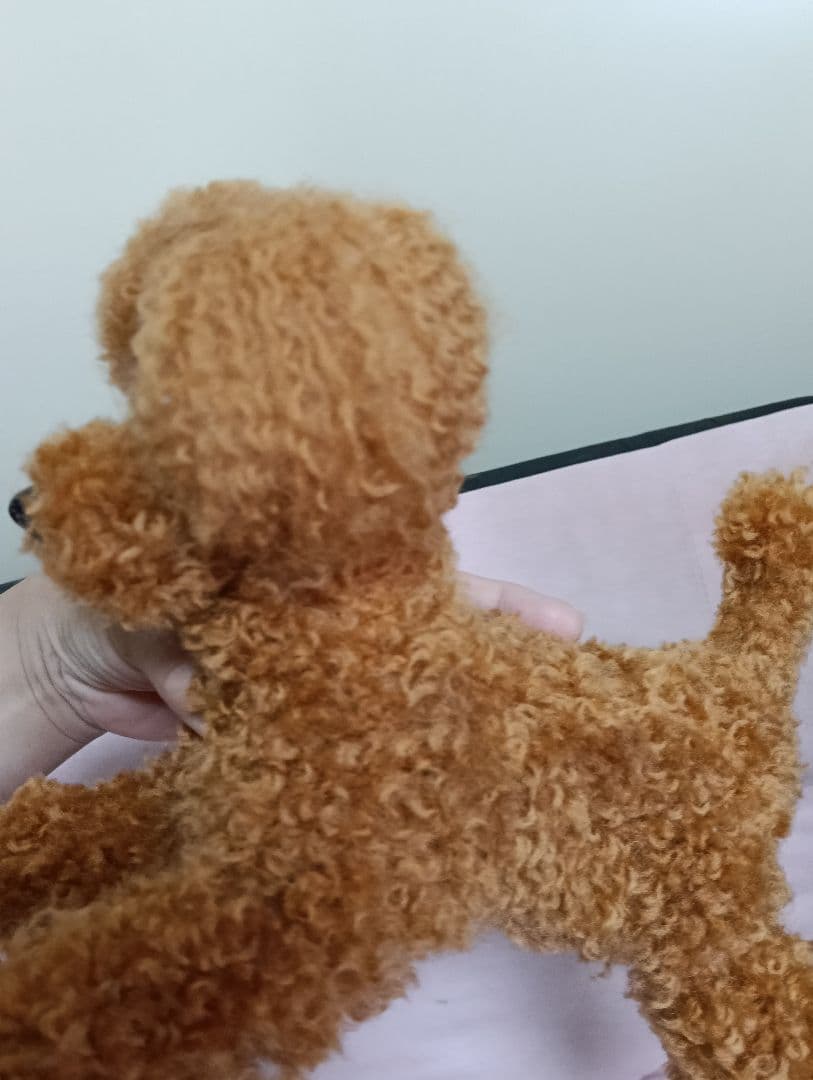 トイプードル　羊毛フェルト