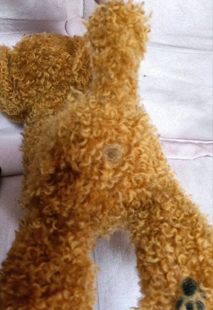 トイプードル　羊毛フェルト