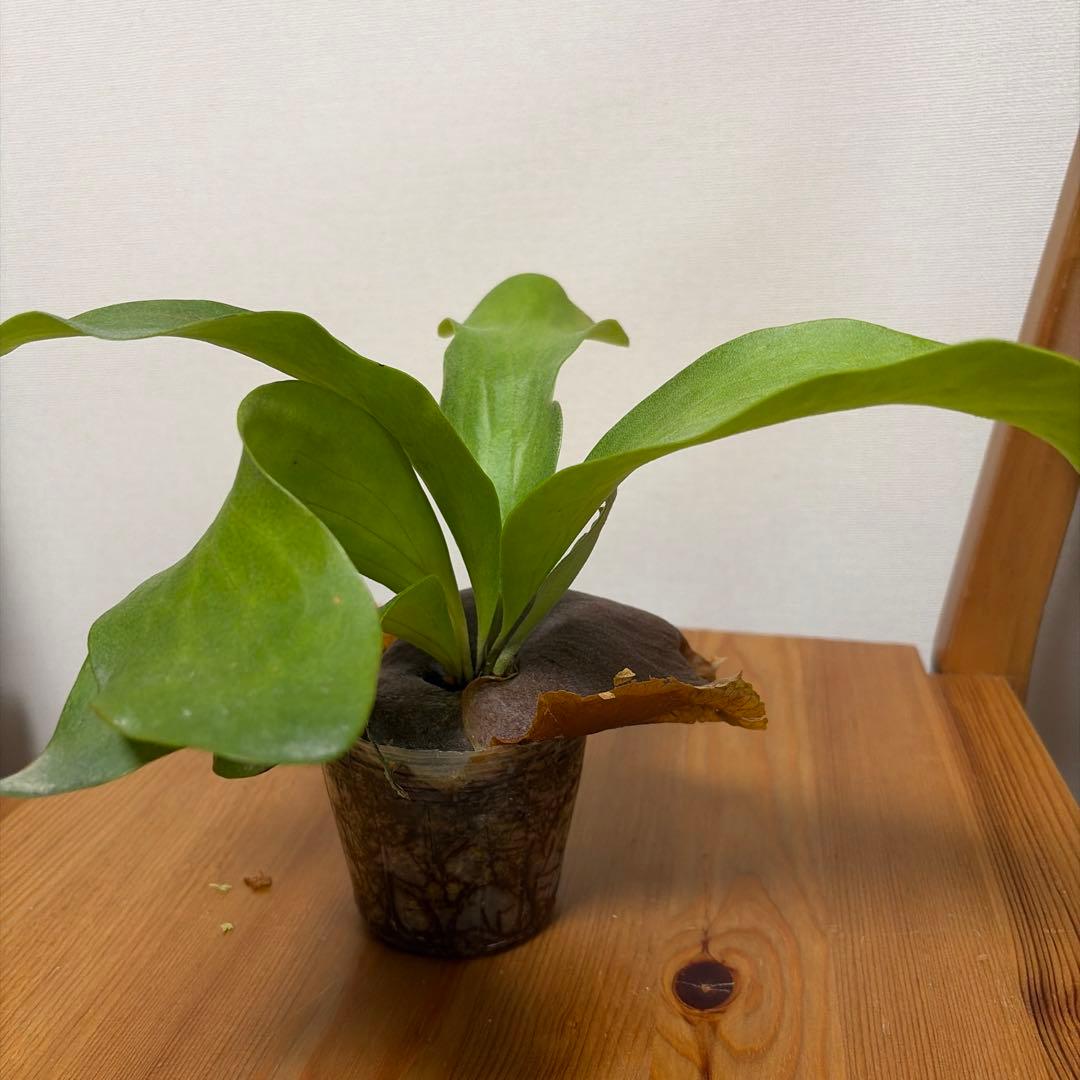 ＊P. Hillii × sib 3号＊