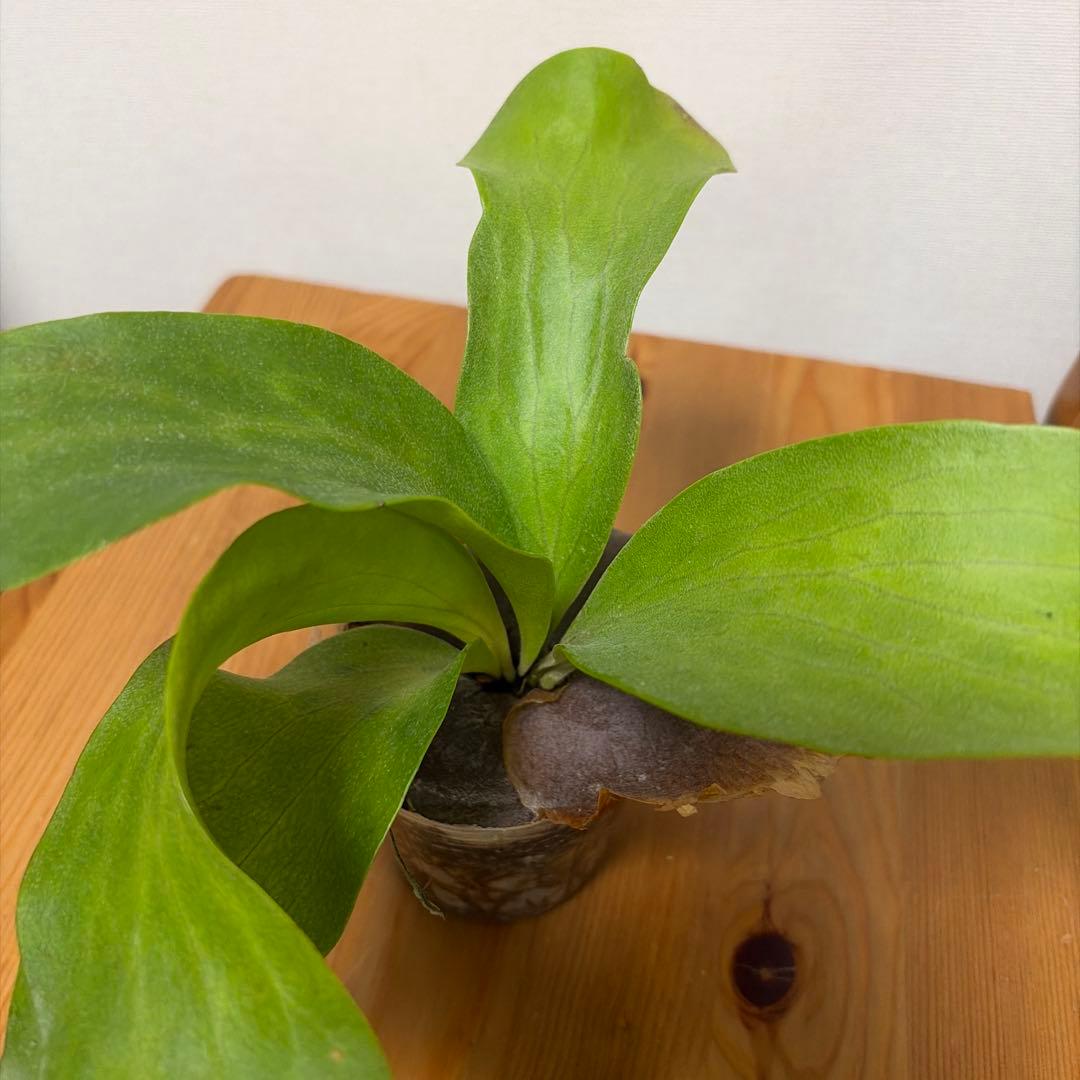 ＊P. Hillii × sib 3号＊