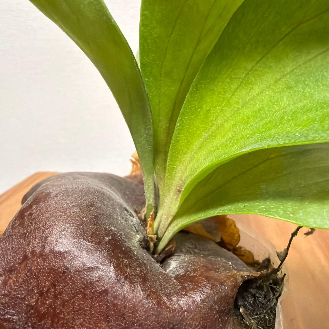 ＊P. Hillii × sib 3号＊