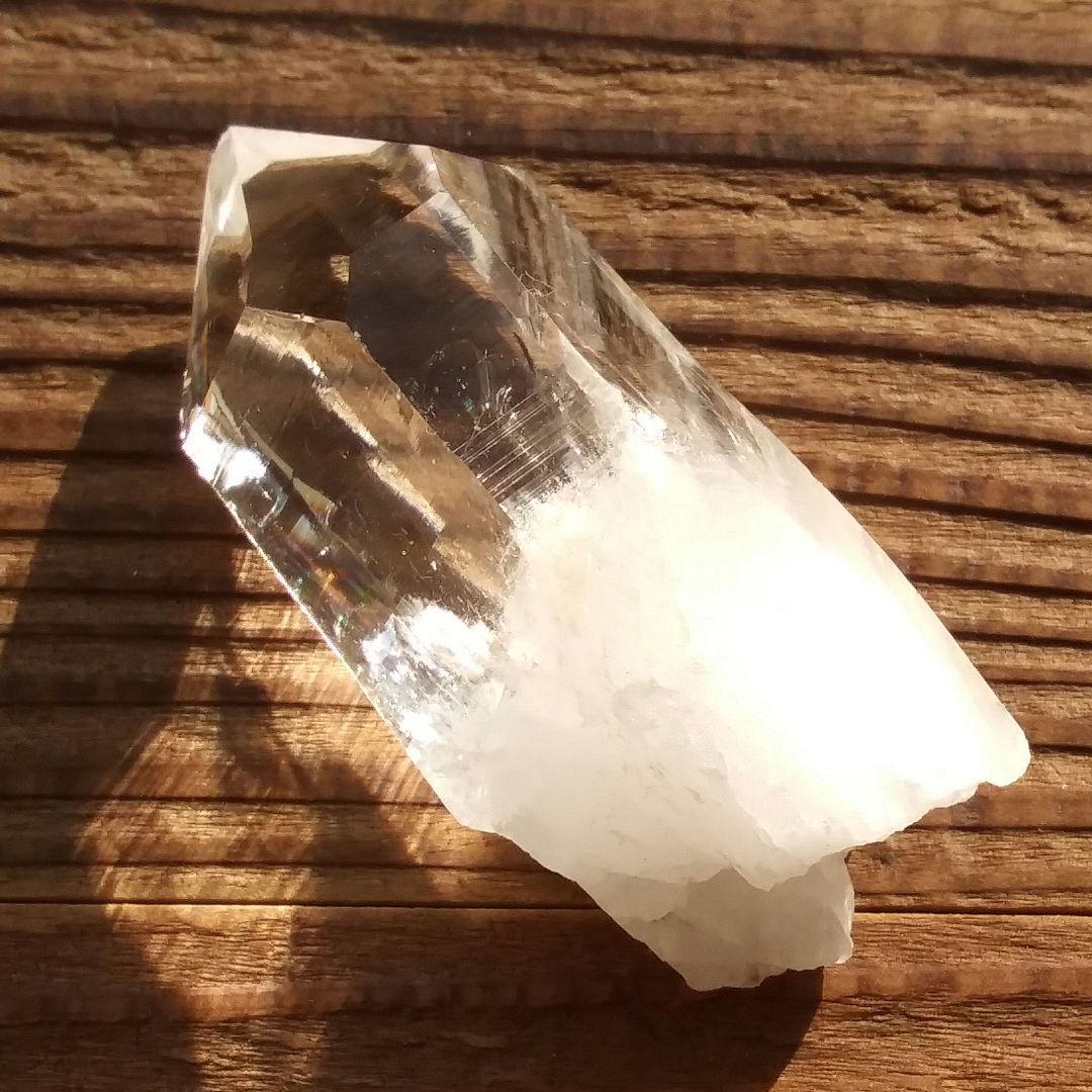 *虹入り* 希少 初期 コロンビアレムリアン イシス パストタイムリンク