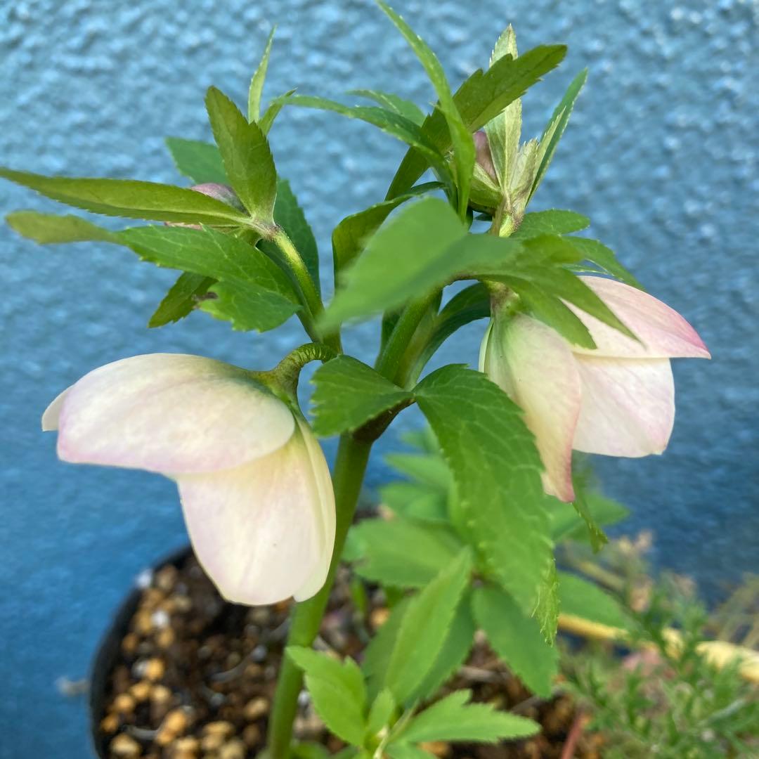 クリスマスローズ　薄ピンク　小輪多花　大株