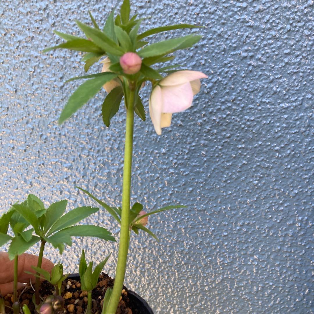 クリスマスローズ　薄ピンク　小輪多花　大株