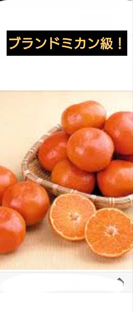 希少品種！特撰！幻の高級ミカン！せとか ３年生 登録品種