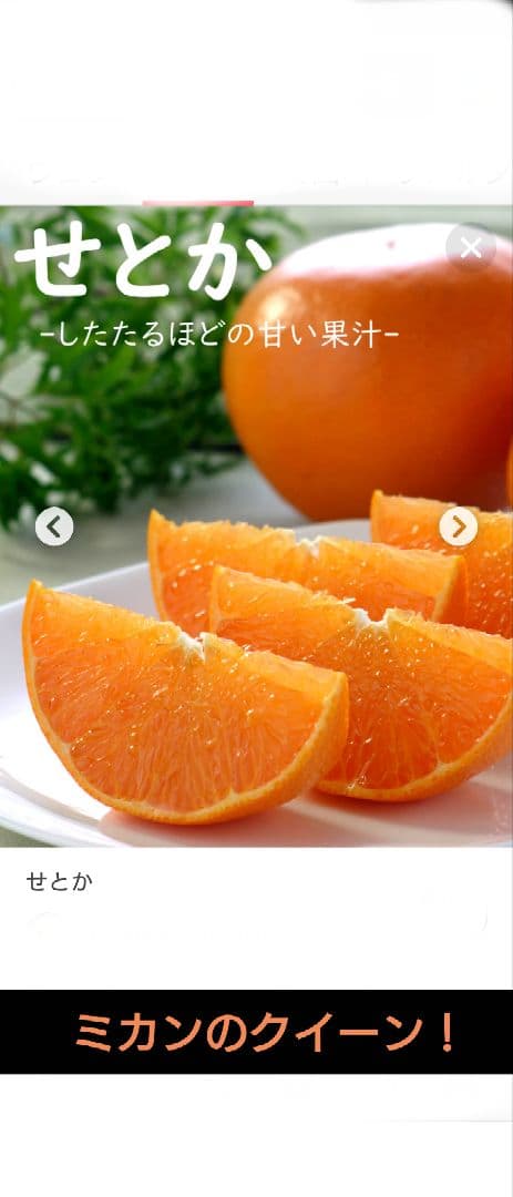 希少品種！特撰！幻の高級ミカン！せとか ３年生 登録品種