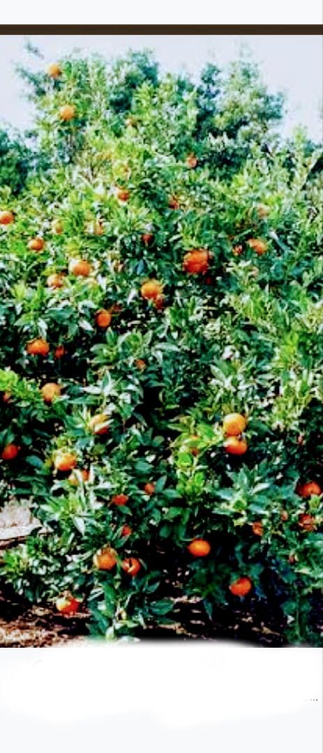 希少品種！特撰！幻の高級ミカン！せとか ３年生 登録品種