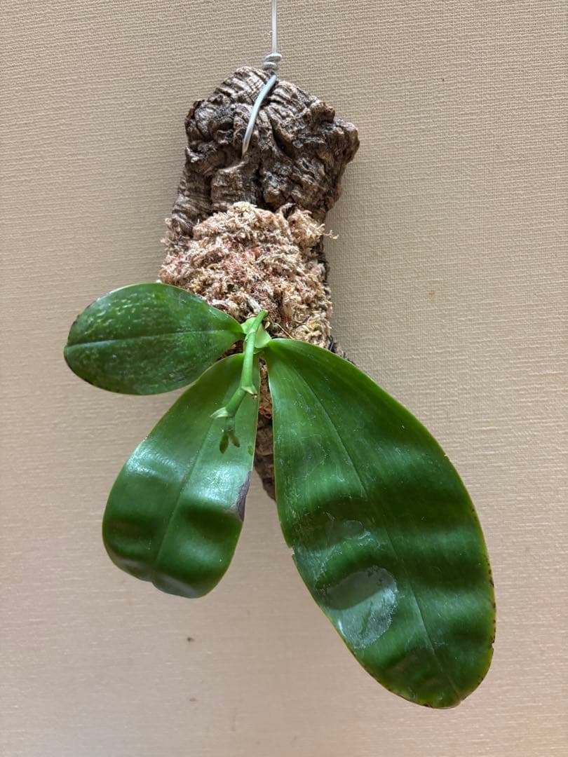 【原種胡蝶蘭　芳香品種】 Phal. bellina x sib（PS-VB）