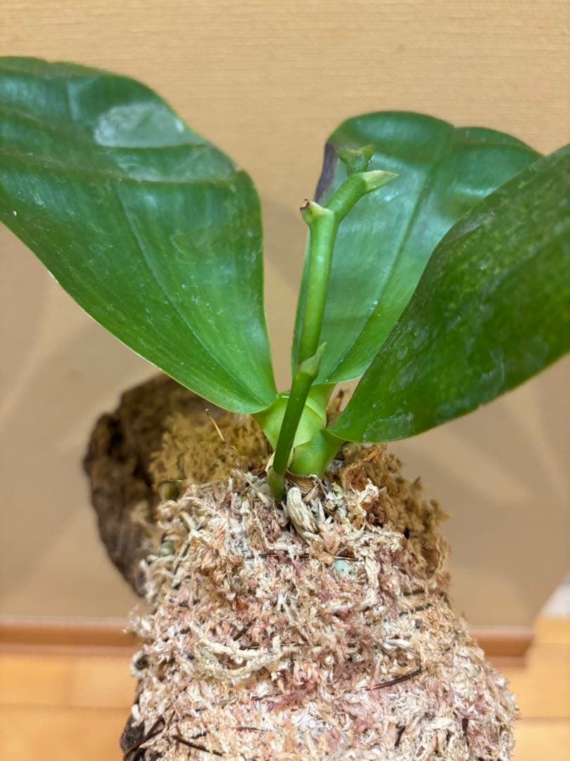 【原種胡蝶蘭　芳香品種】 Phal. bellina x sib（PS-VB）