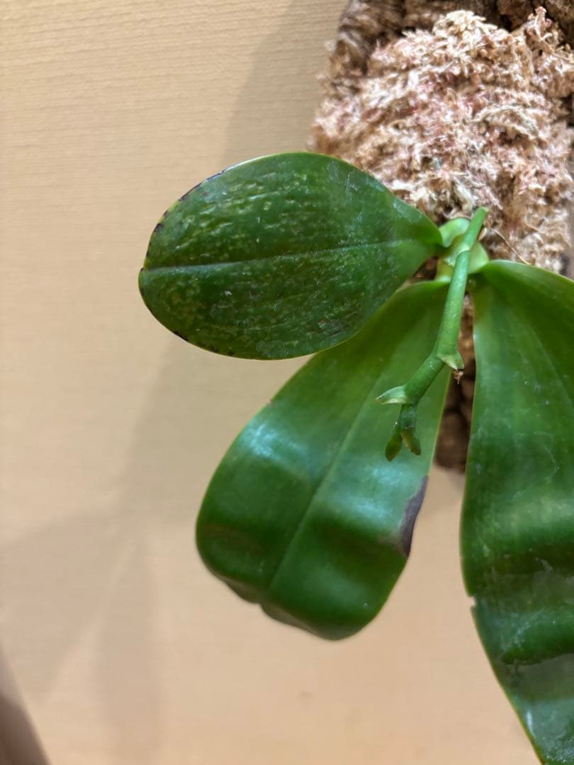 【原種胡蝶蘭　芳香品種】 Phal. bellina x sib（PS-VB）