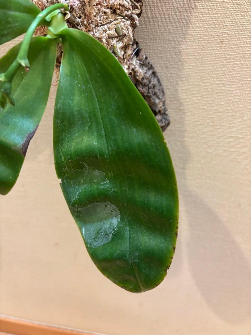 【原種胡蝶蘭　芳香品種】 Phal. bellina x sib（PS-VB）