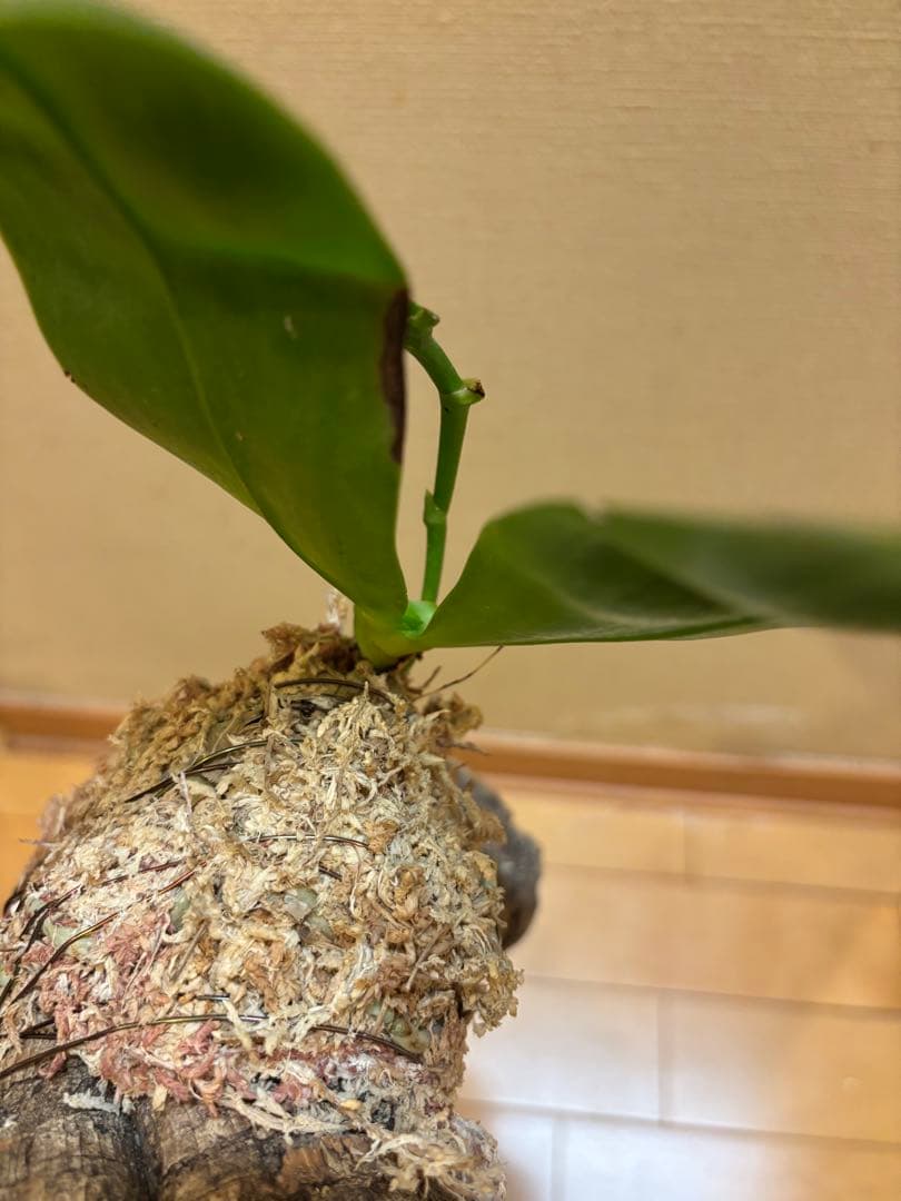【原種胡蝶蘭　芳香品種】 Phal. bellina x sib（PS-VB）