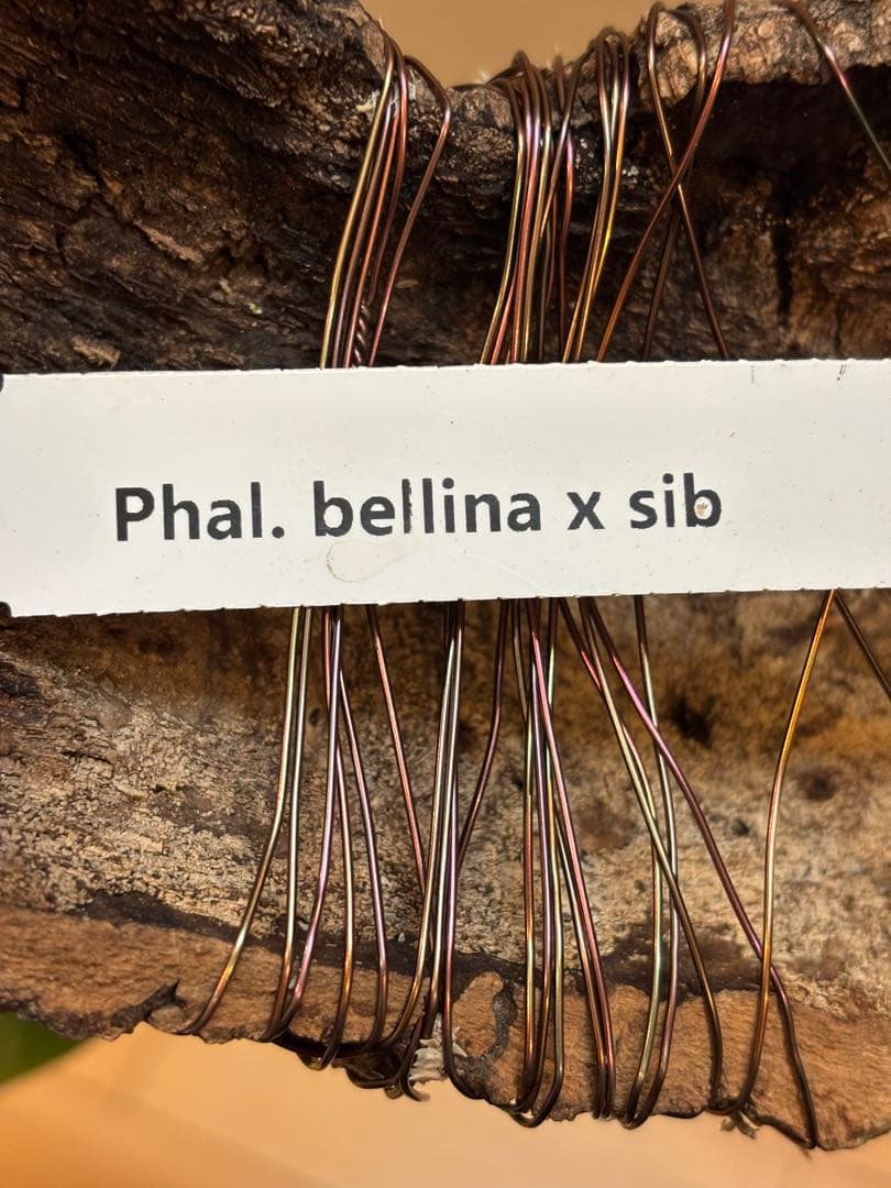 【原種胡蝶蘭　芳香品種】 Phal. bellina x sib（PS-VB）