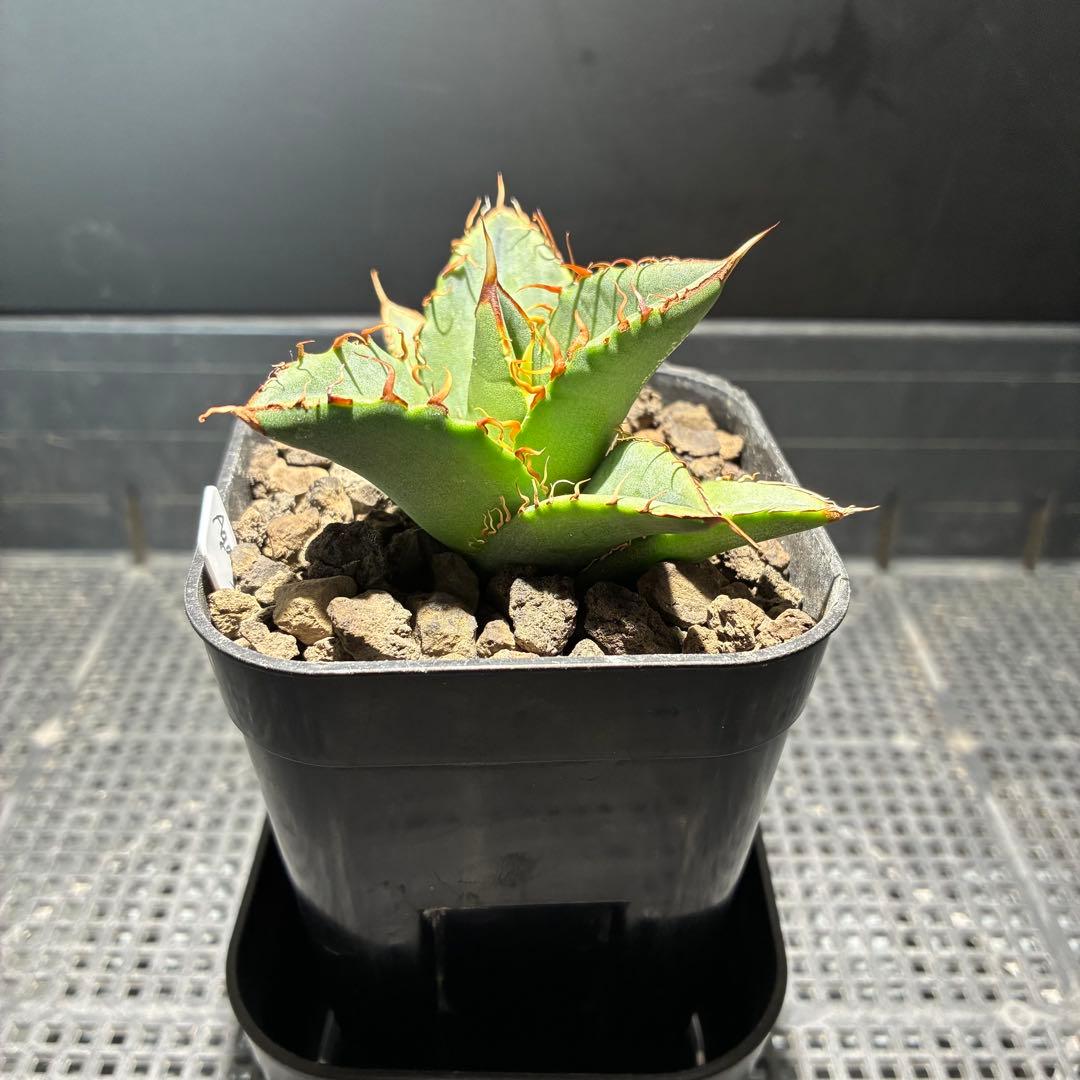 【コレクション子株】アガベ オアハカオテロイ 悪魔 スーパーチタノタ　発根済子株