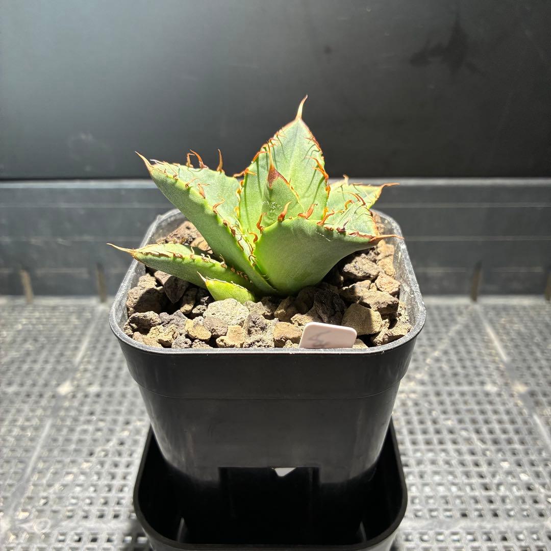 【コレクション子株】アガベ オアハカオテロイ 悪魔 スーパーチタノタ　発根済子株