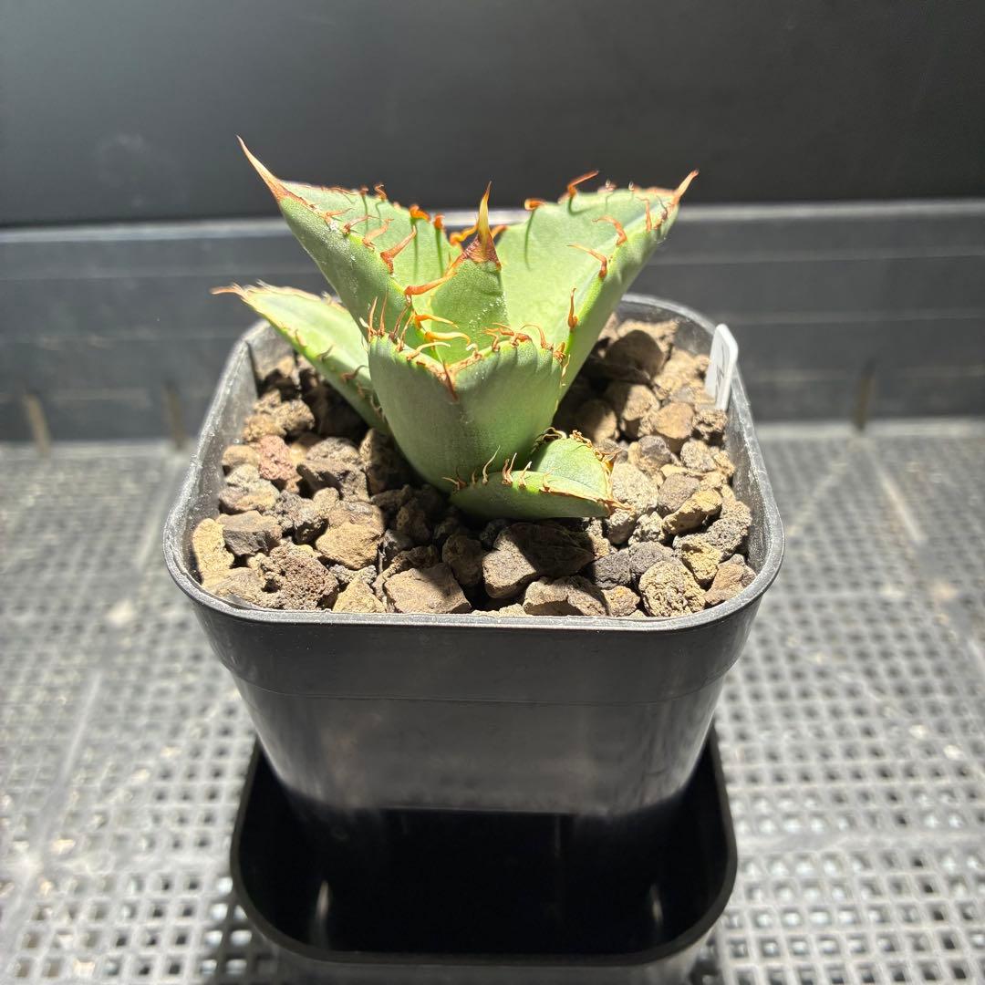 【コレクション子株】アガベ オアハカオテロイ 悪魔 スーパーチタノタ　発根済子株