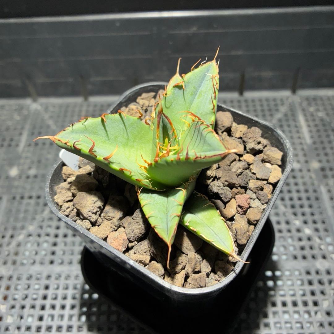 【コレクション子株】アガベ オアハカオテロイ 悪魔 スーパーチタノタ　発根済子株