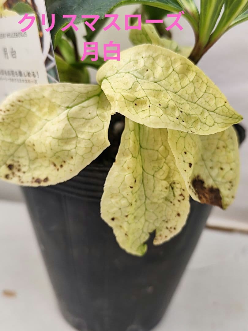クリスマスローズ・ガーデンハイブリッドシリーズ 月白　曙斑のハイブリット4.5号