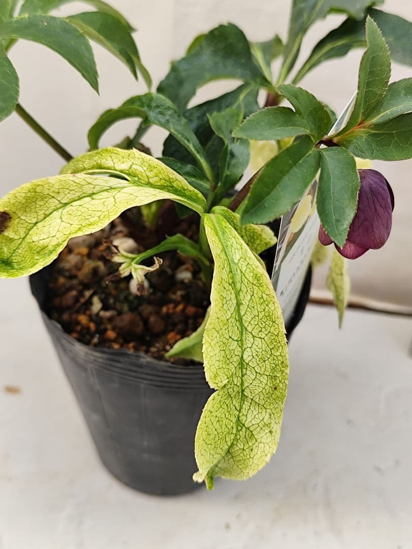 クリスマスローズ・ガーデンハイブリッドシリーズ 月白　曙斑のハイブリット4.5号