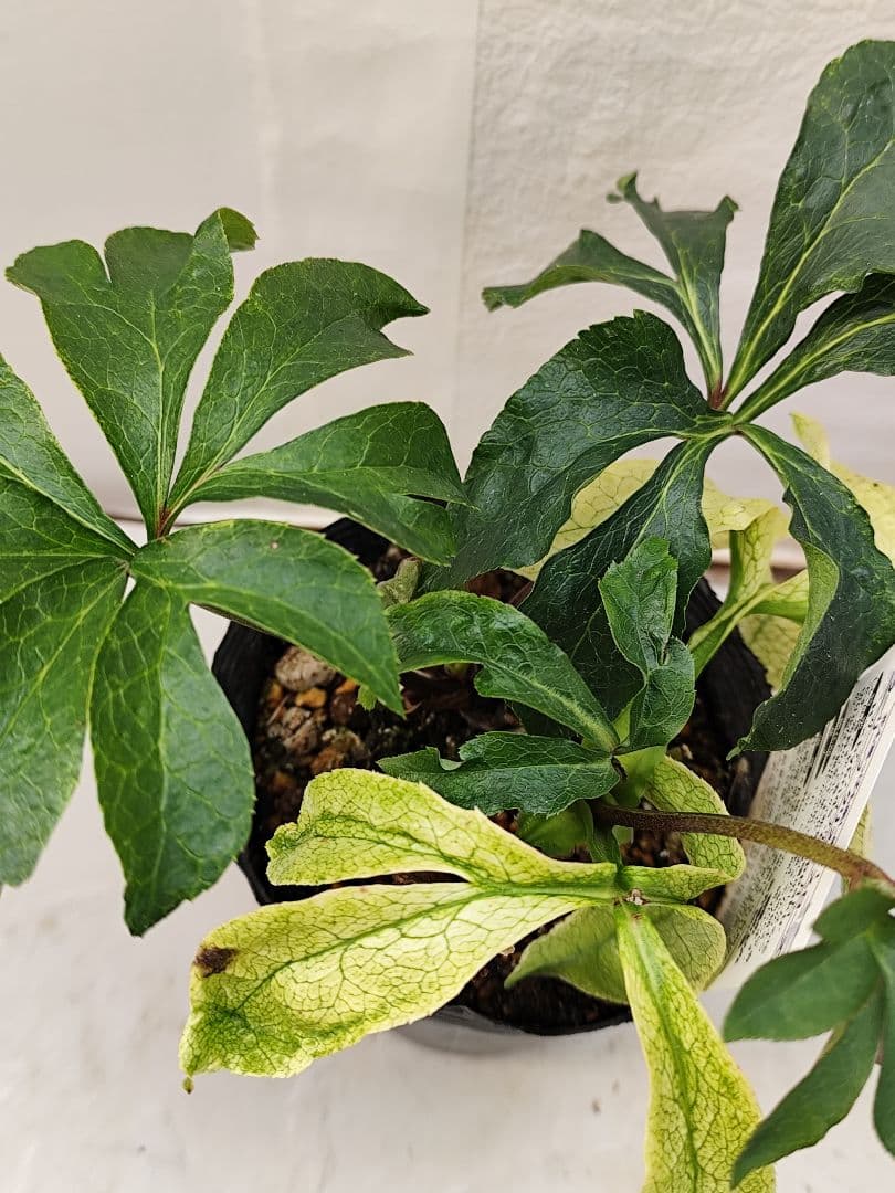 クリスマスローズ・ガーデンハイブリッドシリーズ 月白　曙斑のハイブリット4.5号