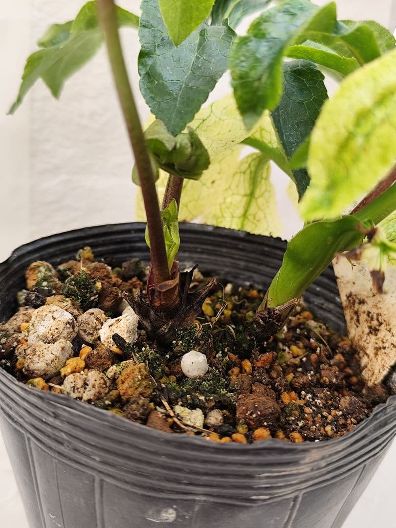 クリスマスローズ・ガーデンハイブリッドシリーズ 月白　曙斑のハイブリット4.5号