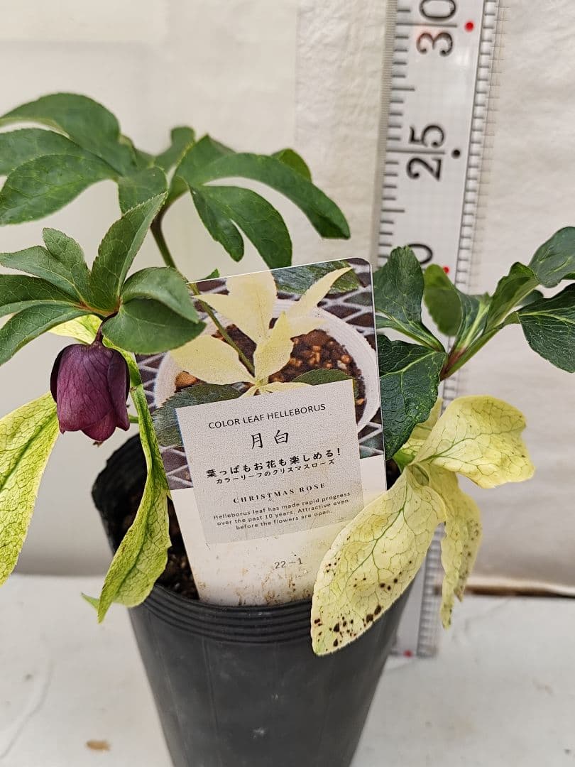 クリスマスローズ・ガーデンハイブリッドシリーズ 月白　曙斑のハイブリット4.5号