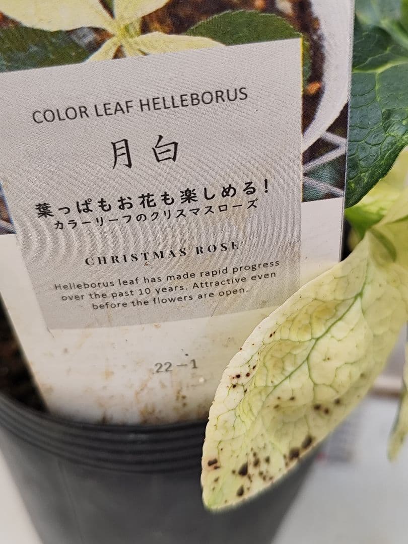 クリスマスローズ・ガーデンハイブリッドシリーズ 月白　曙斑のハイブリット4.5号