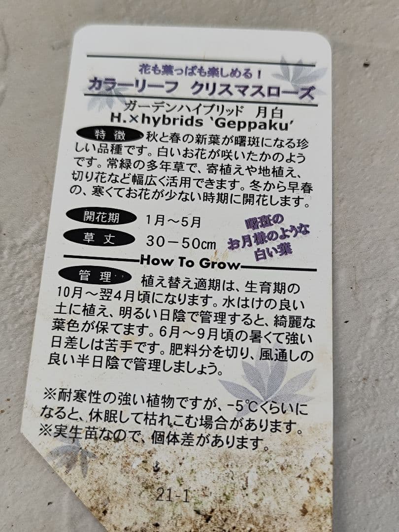クリスマスローズ・ガーデンハイブリッドシリーズ 月白　曙斑のハイブリット4.5号