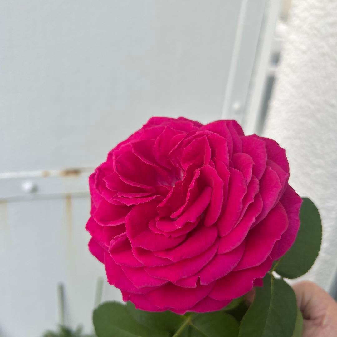 イングリッシュローズ接木大苗　イエローアンブリッジセット