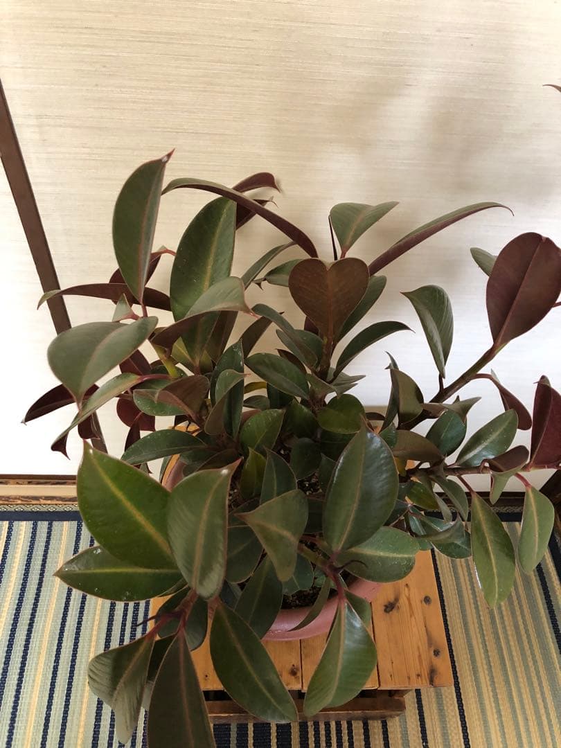 ゴムノキ　8号鉢　鉢ごと