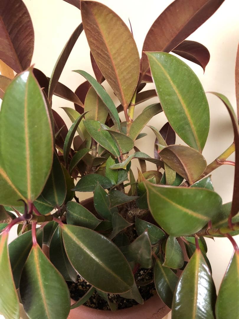 ゴムノキ　8号鉢　鉢ごと