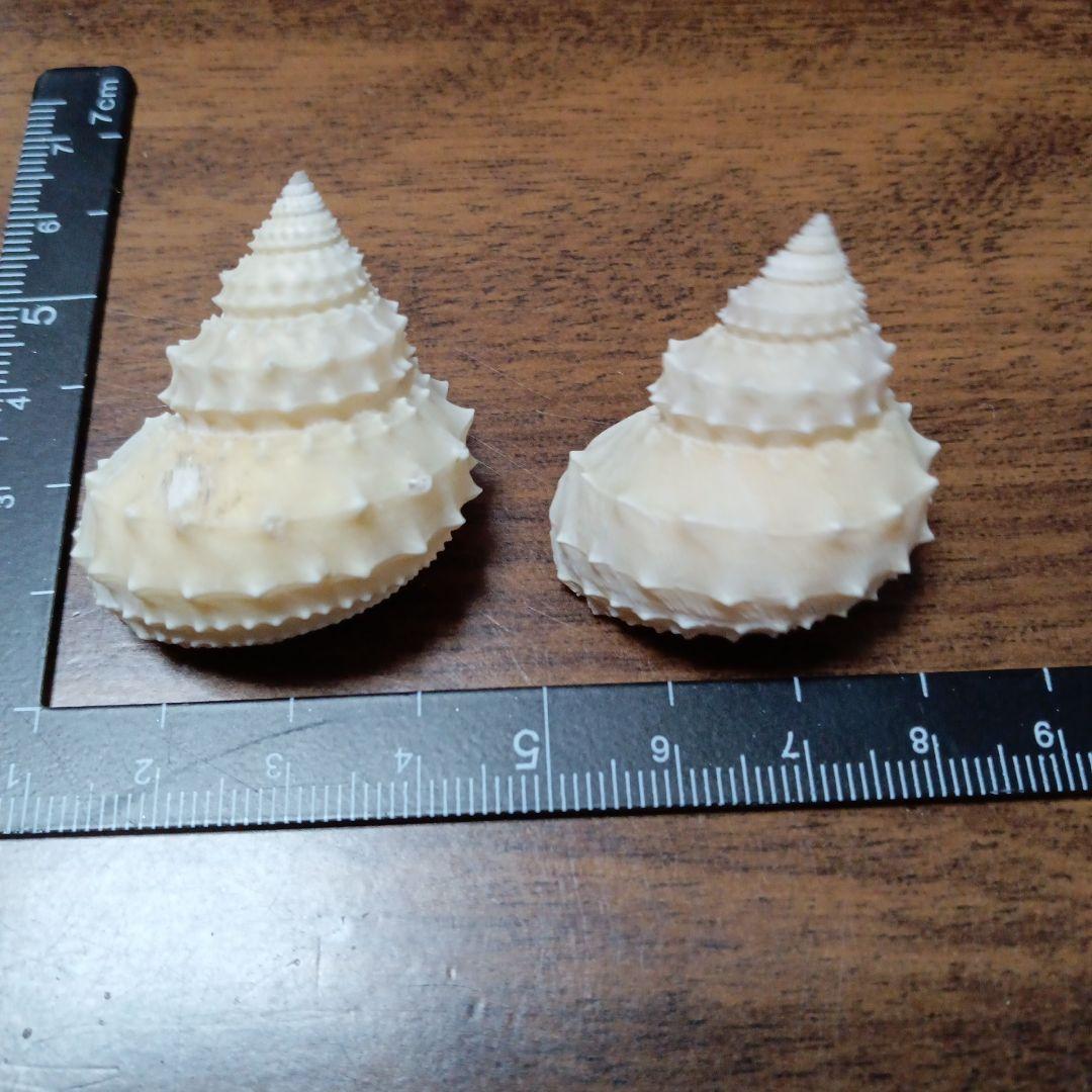 貝殻標本　イガギンエビス　③