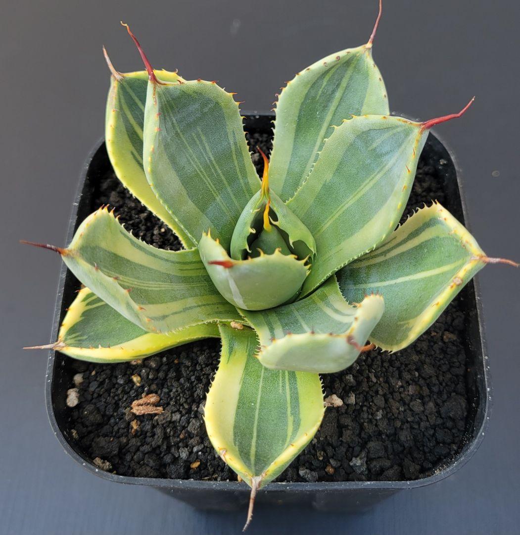 アガベ　パリートランカータ　ライムストリーク　極上斑　No.18