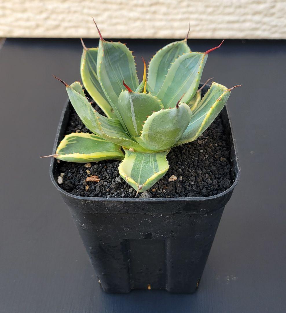 アガベ　パリートランカータ　ライムストリーク　極上斑　No.18