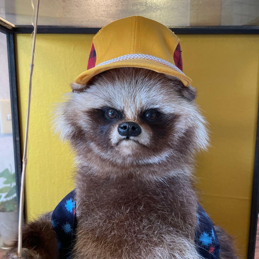 釣り師狸（タヌキ）置物/ たぬきの剥製