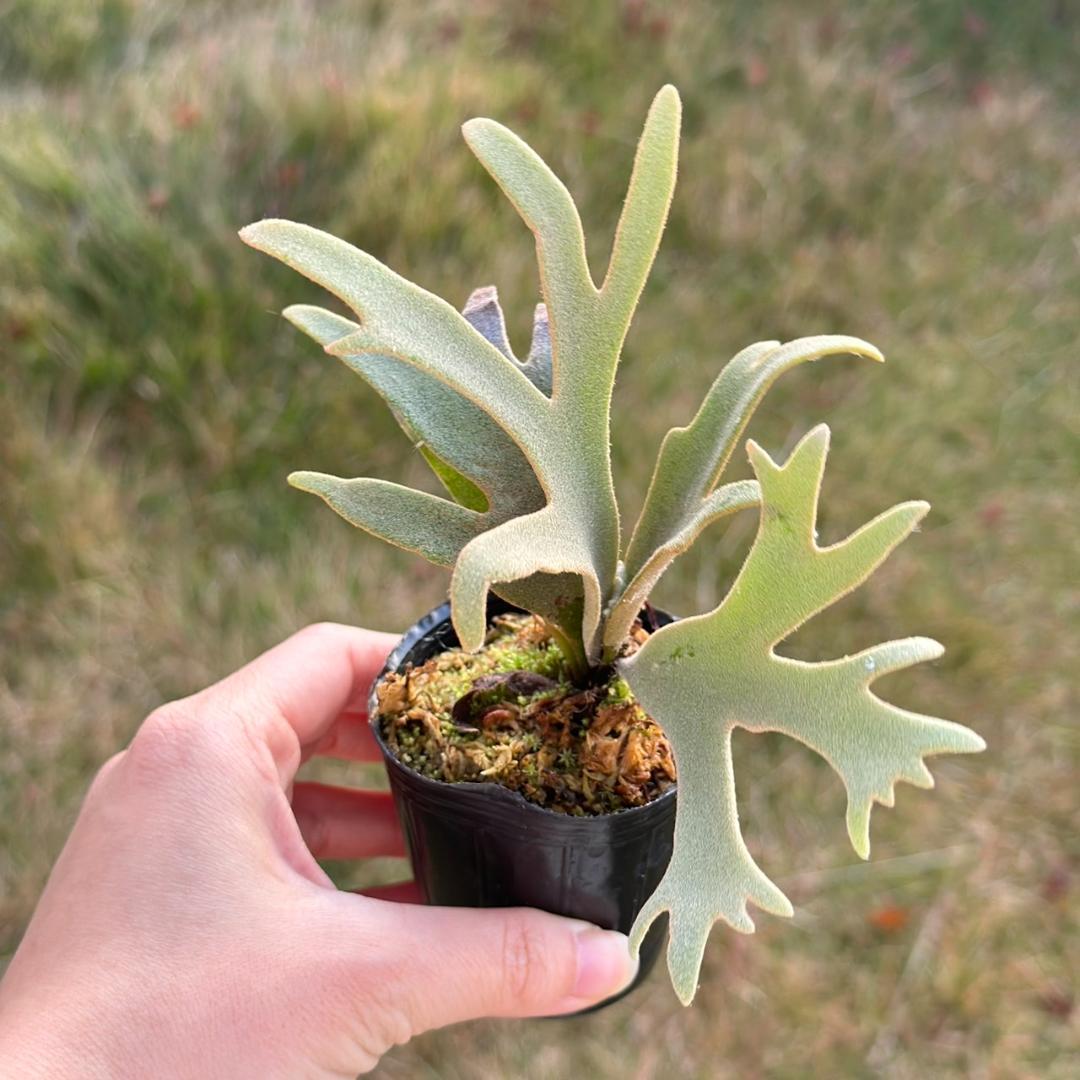 P. willinckii ’Jenny’ TC　2847