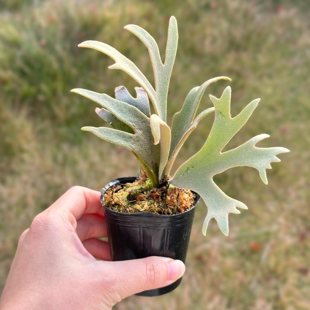 P. willinckii ’Jenny’ TC　2847