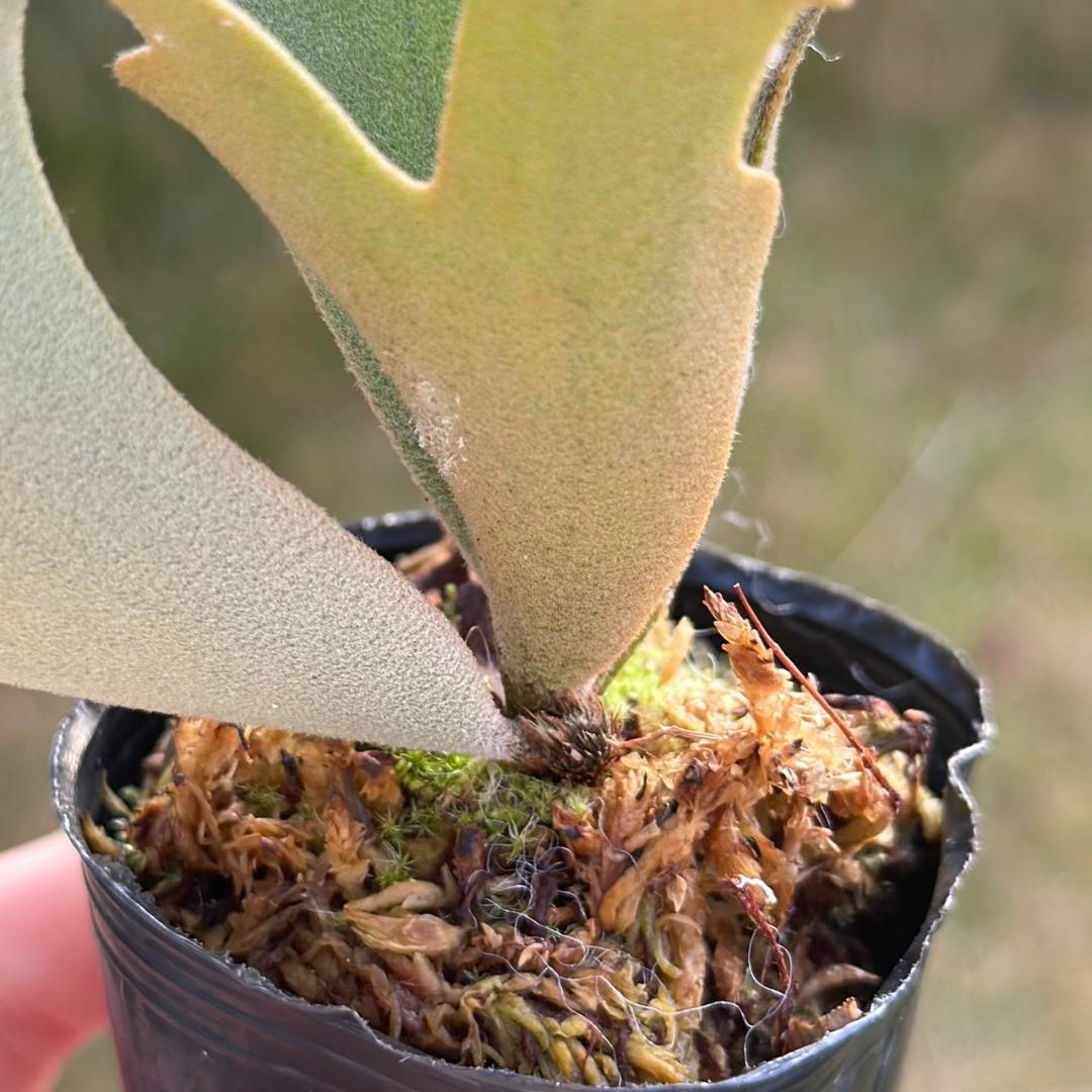 P. willinckii ’Jenny’ TC　2847