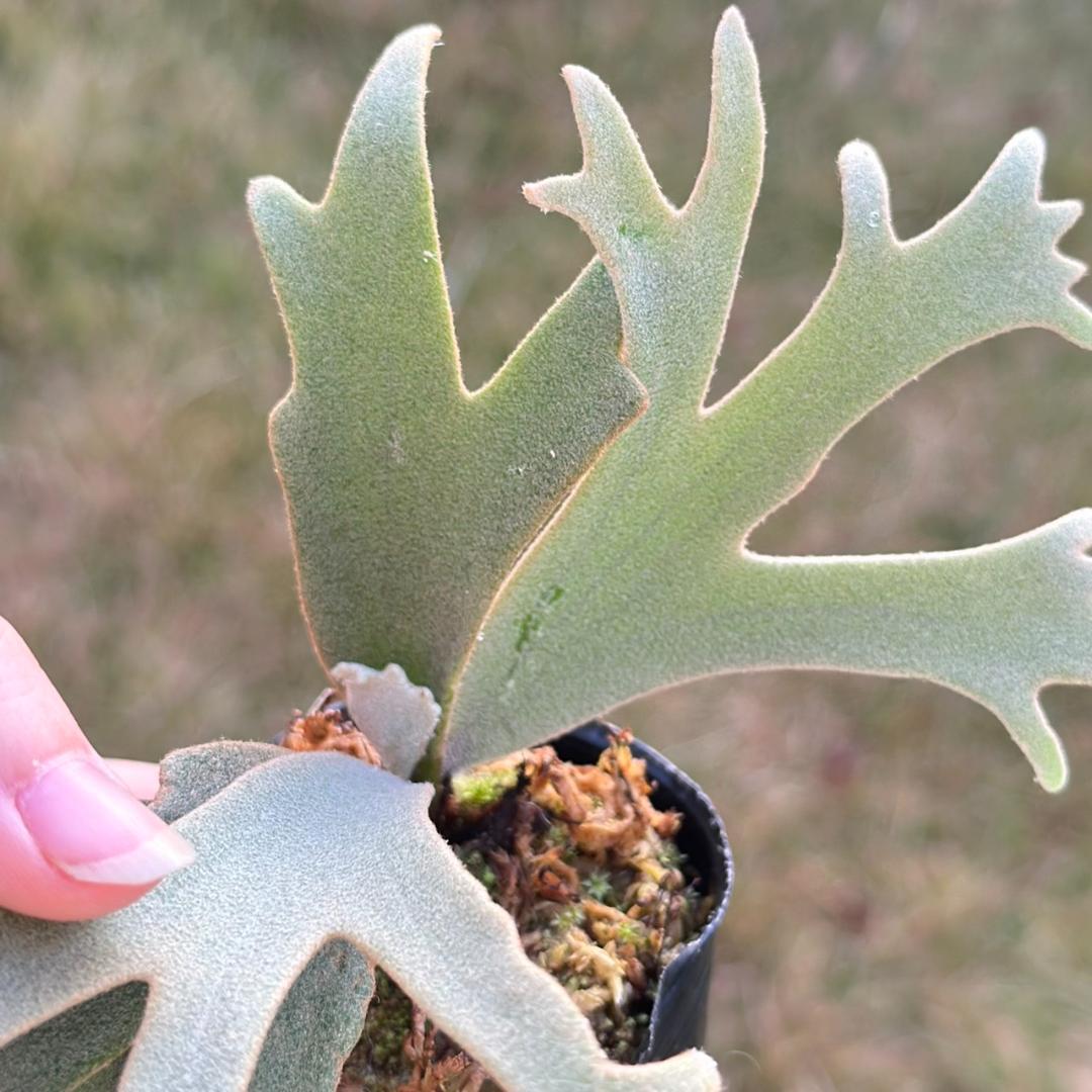 P. willinckii ’Jenny’ TC　2847