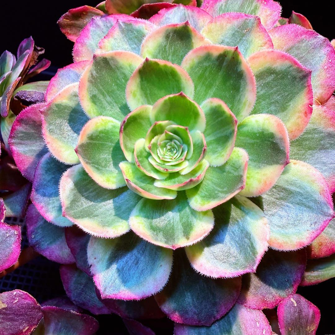 超レア新品種　アエオニウム　スカーレットハート錦　法師錦　(大品)